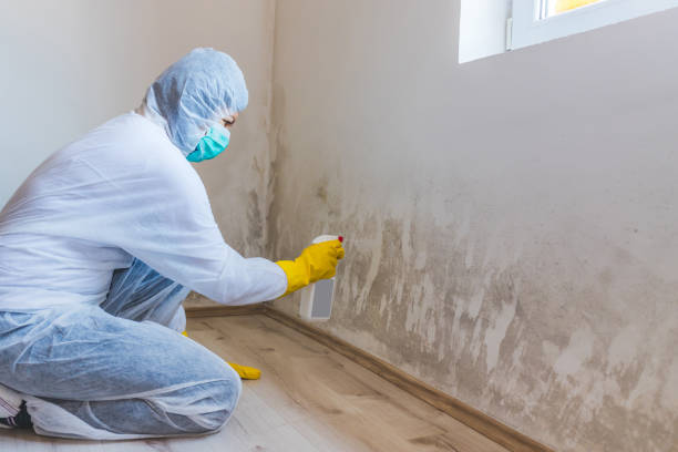 Licensed Mold Remediation service in Lafayette, OR - WQB Mold Removal
